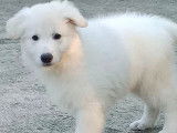 Chiots femelles Berger Blanc Suisse &agrave; vendre