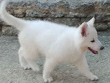 Chiots femelles Berger Blanc Suisse &agrave; vendre