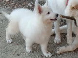Chiots femelles Berger Blanc Suisse &agrave; vendre