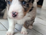 Chiots Berger Australien LOF à vendre