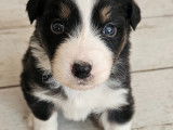 Chiots Berger Australien LOF à vendre