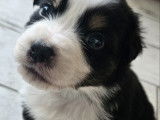 Chiots Berger Australien LOF à vendre