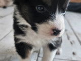 Chiots Berger Australien LOF à vendre