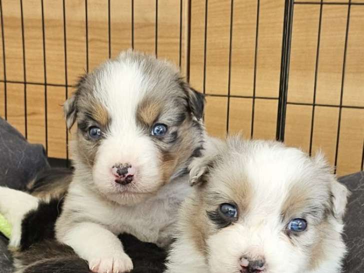 Chiots Berger Australien LOF à vendre