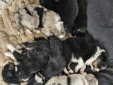 Chiots Berger Australien LOF à vendre
