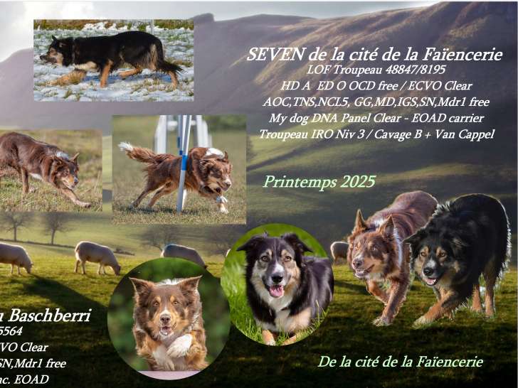 Chiots Border Collie LOF de lignée travail