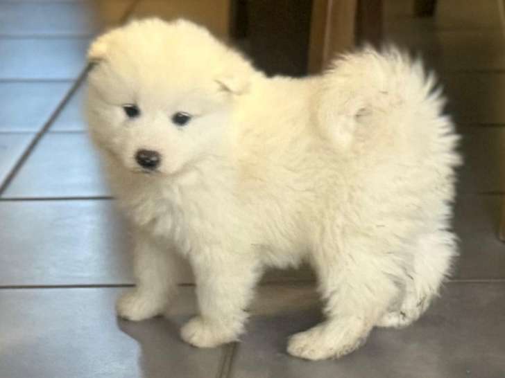 Chiots Samoyède LOF à vendre