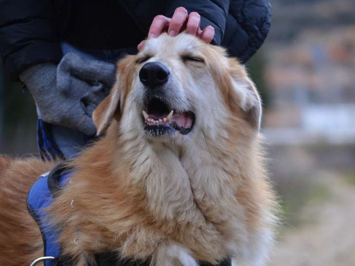 Bobi, chien roi des calins à adopter