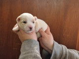 Chiots Coton de Tuléar LOF, mâles et femelles, à vendre