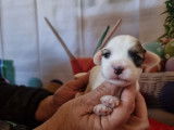 Chiots Coton de Tuléar LOF, mâles et femelles, à vendre