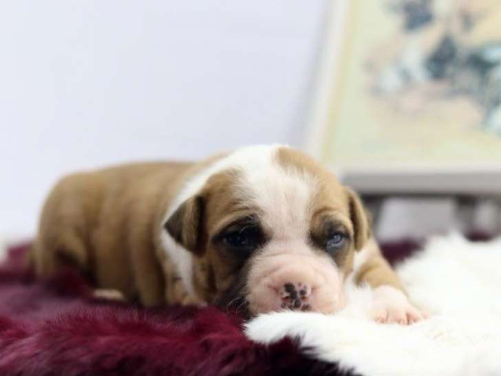 6 chiots American Staffordshires Terrier LOF à réserver
