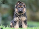 Chiot mâle Berger Allemand LOF à vendre