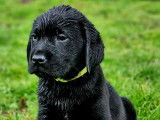 3 chiots Labradors noirs LOF disponibles à la réservation