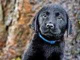 3 chiots Labradors noirs LOF disponibles à la réservation