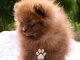 Chiot spitz nain femelle teacup Pom  marron LOF