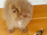 Chiot spitz nain femelle teacup Pom  marron LOF