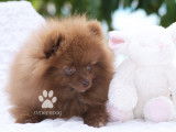 Chiot spitz nain femelle teacup Pom  marron LOF