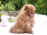 Chiot spitz nain femelle teacup Pom  marron LOF