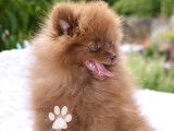 Chiot spitz nain femelle teacup Pom  marron LOF
