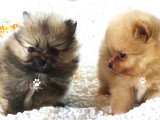 Chiots spitz nains  teacup Pom LOF