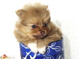 Chiots spitz nains  teacup Pom LOF