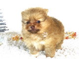 Chiots spitz nains  teacup Pom LOF