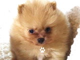 Chiots spitz nains  teacup Pom LOF