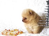 Chiots spitz nains  teacup Pom LOF