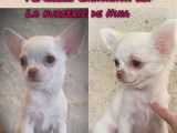 2 chiots femelles Chihuahuas LOF à réserver