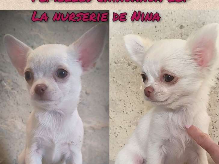 2 chiots femelles Chihuahuas LOF à réserver