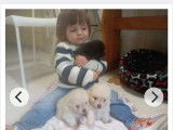 Chiots Loulou de Poméranie à vendre