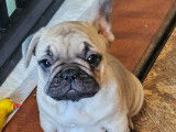 Chiots de race Bouledogue Français à vendre (1 femelle & 1 mâle)