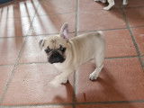 Chiots de race Bouledogue Français à vendre (1 femelle & 1 mâle)