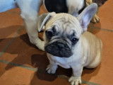 Chiots de race Bouledogue Français à vendre (1 femelle & 1 mâle)
