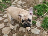 Chiots de race Bouledogue Français à vendre (1 femelle & 1 mâle)