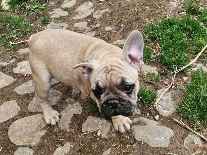 Chiots de race Bouledogue Français à vendre (1 femelle & 1 mâle)