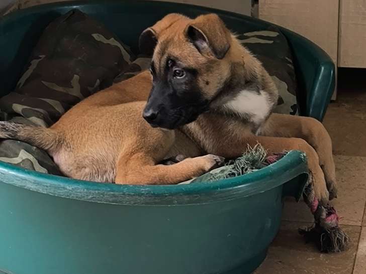 Chiots Berger Malinois à vendre ( plus que deux mâles)