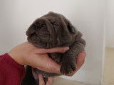 Chiots Shar-Peï LOF à vendre