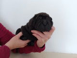 Chiots Shar-Peï LOF à vendre