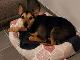 Donne chien contre bons soins