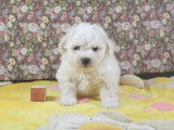 Chiots Bichon Frisé LOF à vendre