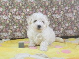 Chiots Bichon Frisé LOF à vendre