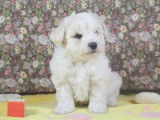 Chiots Bichon Frisé LOF à vendre