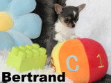 Chiots minis Chihuahua femelles et mâles à vendre