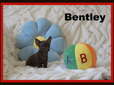 Chiots minis Chihuahua femelles et mâles à vendre