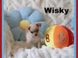 Chiots minis Chihuahua femelles et mâles à vendre
