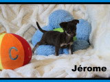 Chiots minis Chihuahua femelles et mâles à vendre
