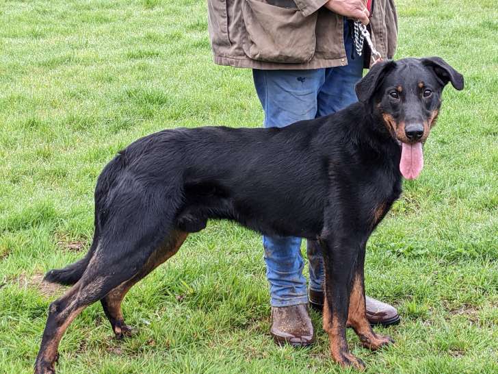 6 chiots Bergers de Beauce non LOF à vendre