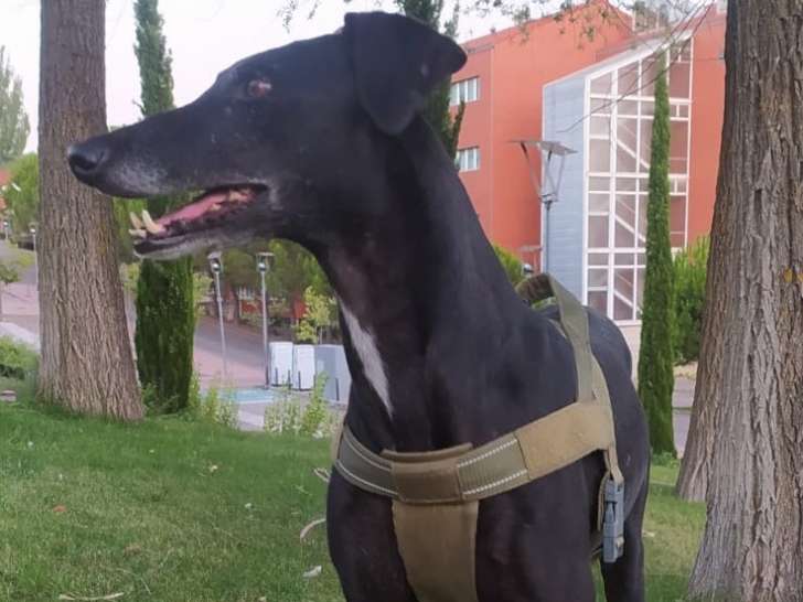 Sultan, un galgo doux et tendre
