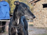 Sultan, un galgo doux et tendre